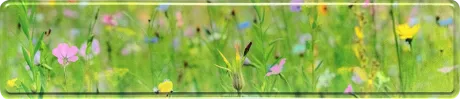 Geprägtes Funschild Wunschtextschild Blumenwiese